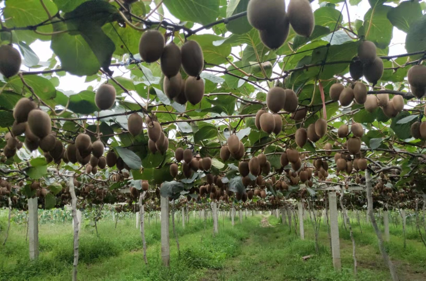 第十届中国(国际)猕猴桃产业发展大会将于10月8日-10日在陕西省宝鸡市