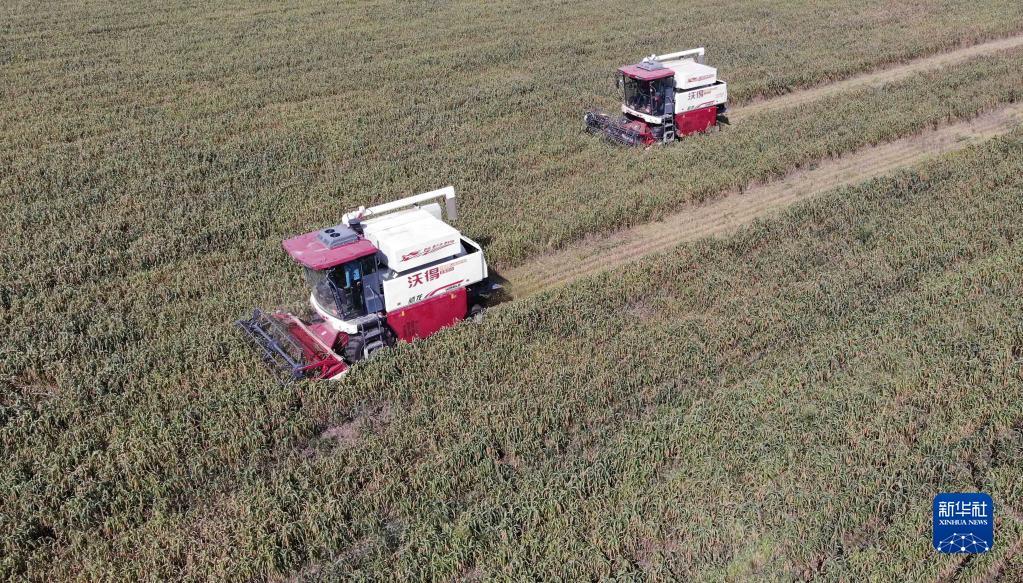 9月29日，河北省邢台市南和区三思镇一家农民专业合作社的农民驾驶收割机收获谷子（无人机照片）。