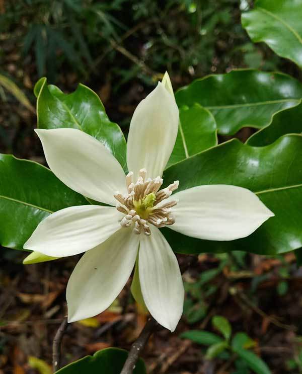 春华秋实云南耿马最大一棵长蕊木兰正值盛果期