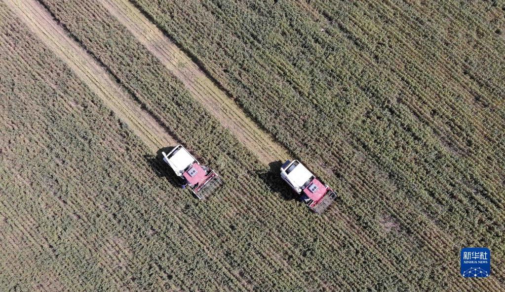 9月29日，河北省邢台市南和区三思镇一家农民专业合作社的农民驾驶收割机收获谷子（无人机照片）。