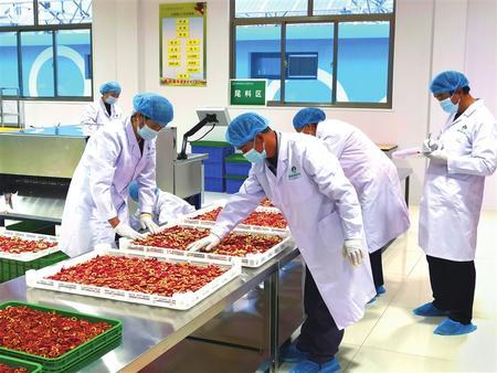 通渭县常家河镇大力发展山楂产业，助力全市中药材多样化。