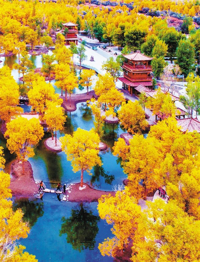 金塔胡杨林迎来颜值巅峰 张大明 摄