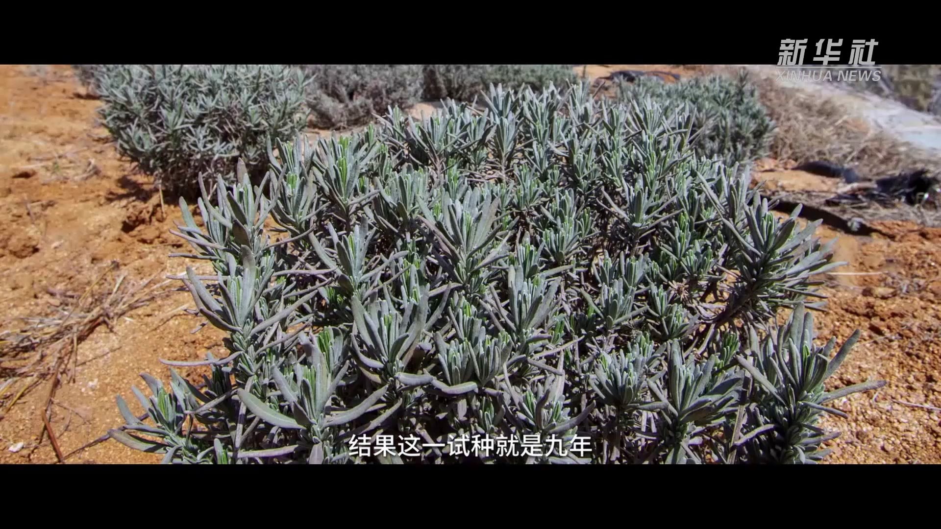 千城胜景｜宋香园薰衣草小镇，开出潍坊最美的花儿