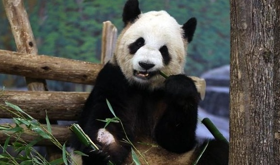 李亚鹤:村民修路铲车被熊猫宠幸,网友调侃这车要升值了