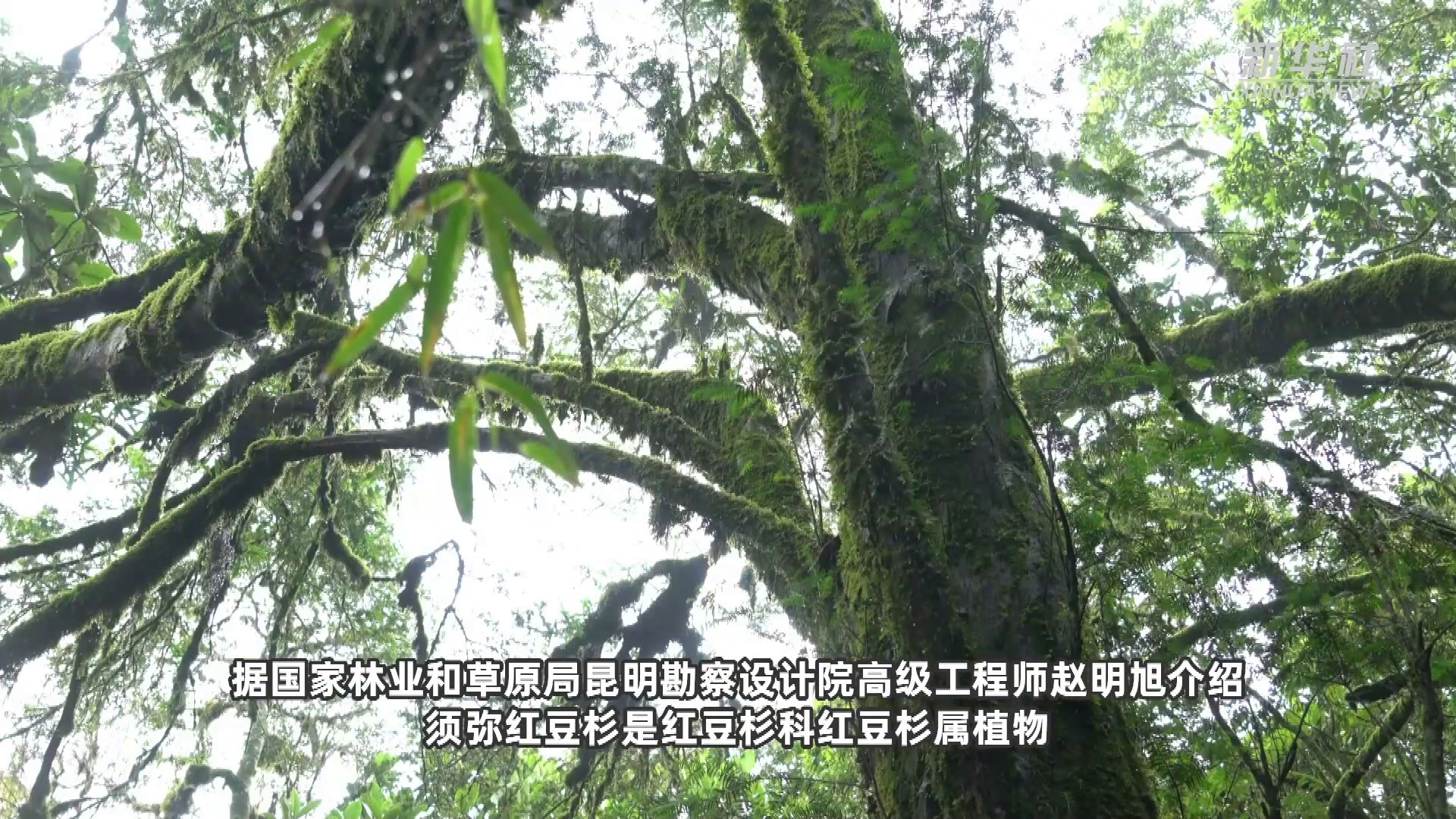 初步判定树龄超500年 云南发现一棵国家一级保护植物须弥红豆杉