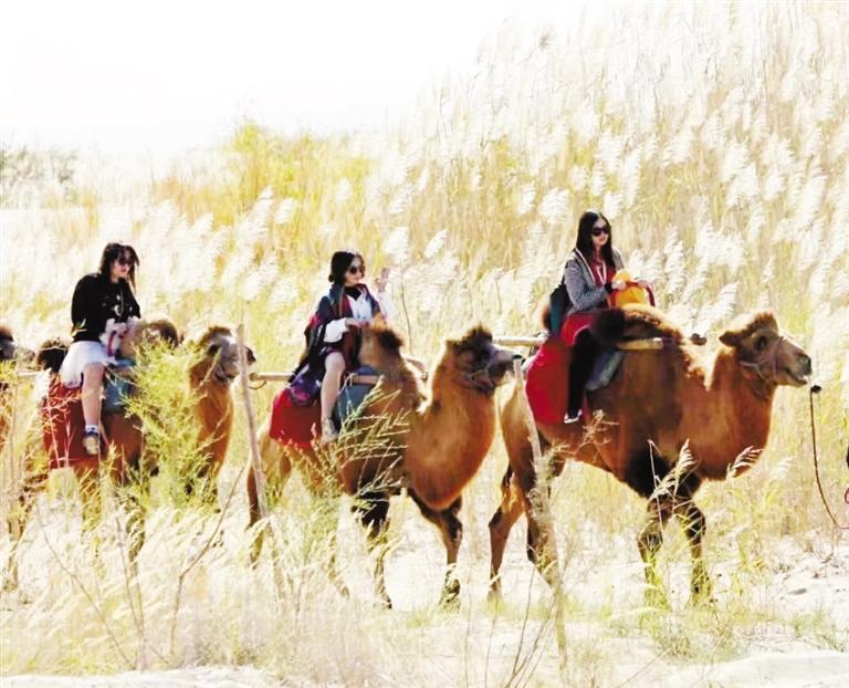 穿行芦苇花间 景区供图