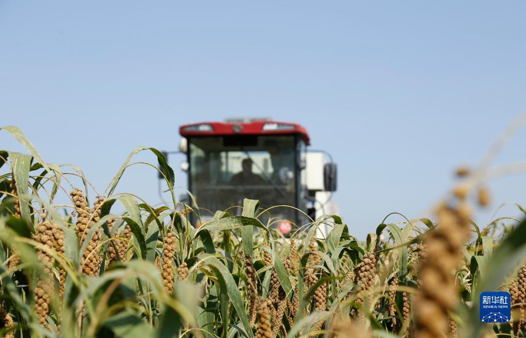 9月29日，河北省邢台市南和区三思镇一家农民专业合作社的农民驾驶收割机收获谷子。