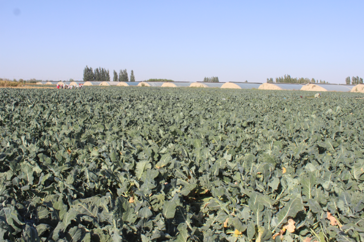 打造高原夏菜“金”产业 肃州农户踏上富“蔬”之路