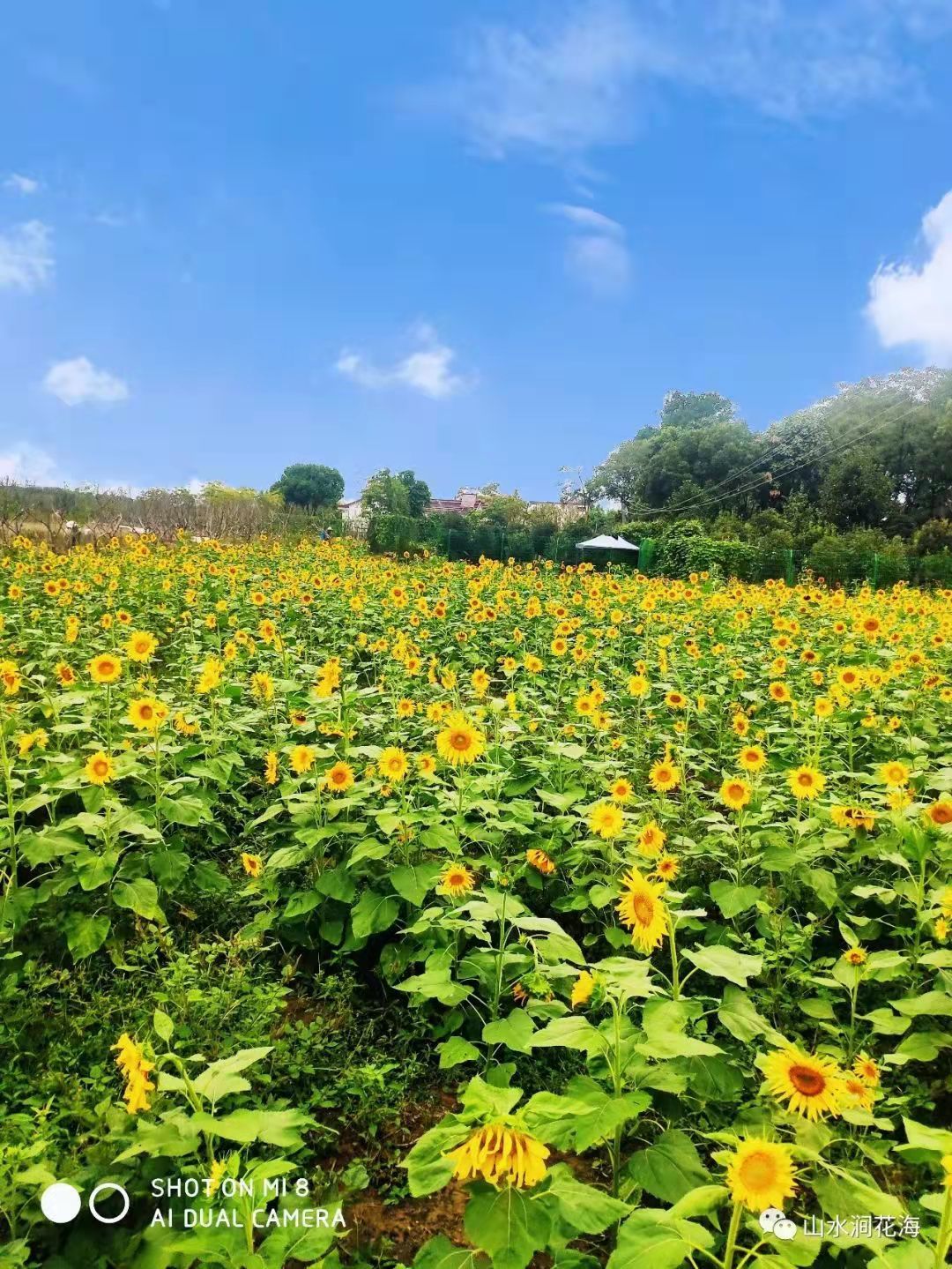 惊艳安徽无为市红庙山水涧花海景区首届葵花文化旅游节国庆盛大开幕