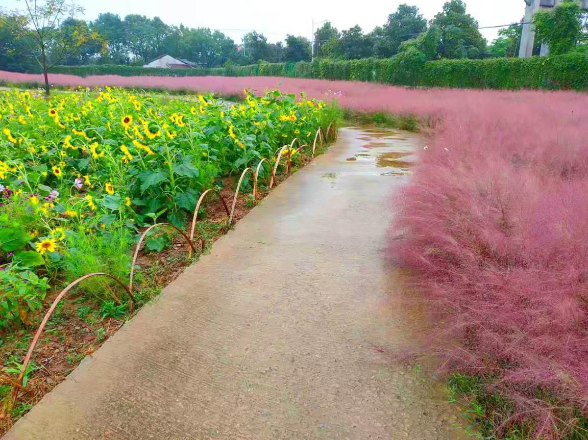惊艳安徽无为市红庙山水涧花海景区首届葵花文化旅游节国庆盛大开幕
