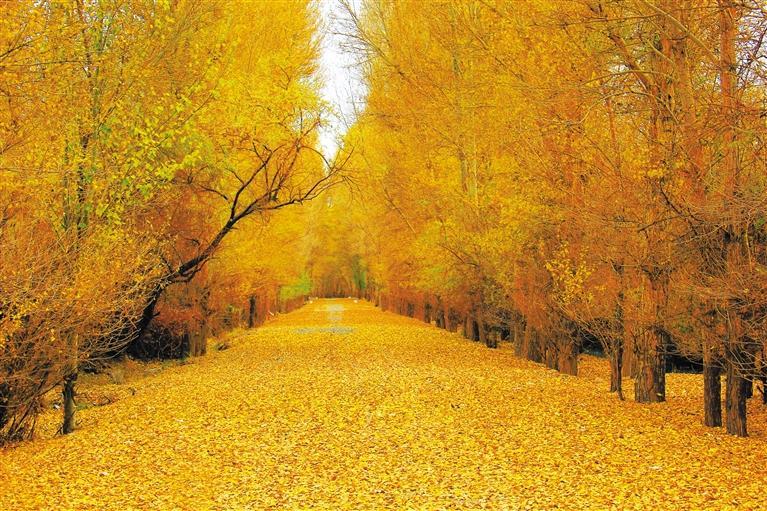 一夜秋风遍地金 李明亮 摄