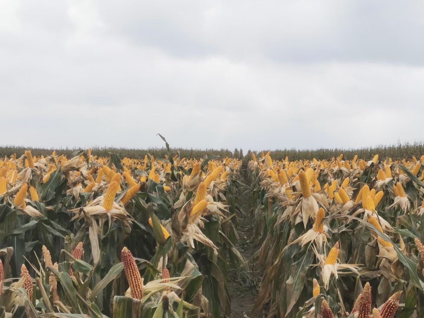 惜土如金筑粮仓吉林省黑土地保护性耕作面积达到2875万亩