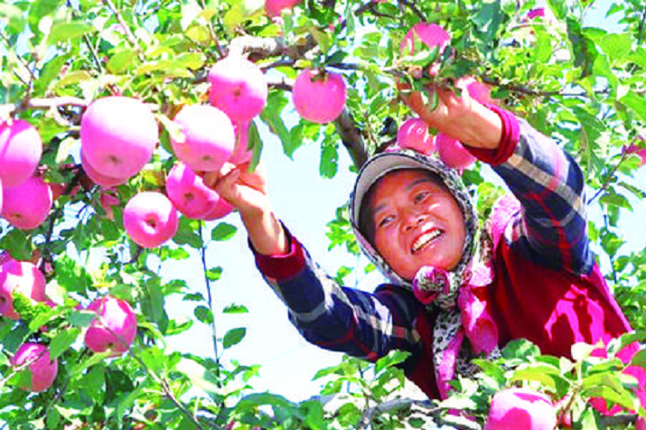 &nbsp; &nbsp; 泾川县飞云镇果农忙着采摘苹果。金秋九月，泾川县南北二源的苹果园里，红彤彤的苹果挂满枝头，散发着诱人的香味。连日来，果农们正忙着采摘新鲜的苹果，吸引了不少客商前来收购。 新甘肃&middot;甘肃经济日报记者 段睿珺 通讯员 李文文 摄（甘肃经济日报）