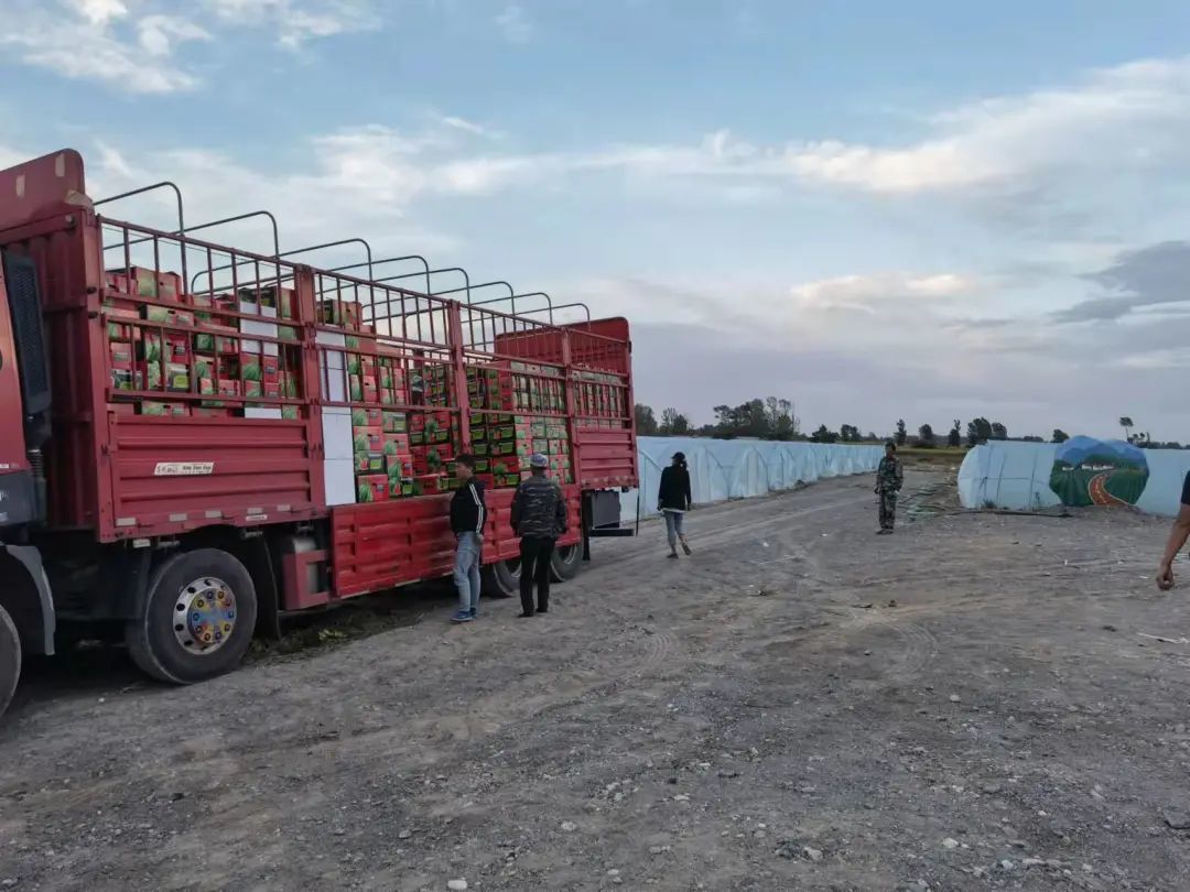 又是一年瓜果香 肃州大棚西瓜穿“品牌衣”远嫁大都市