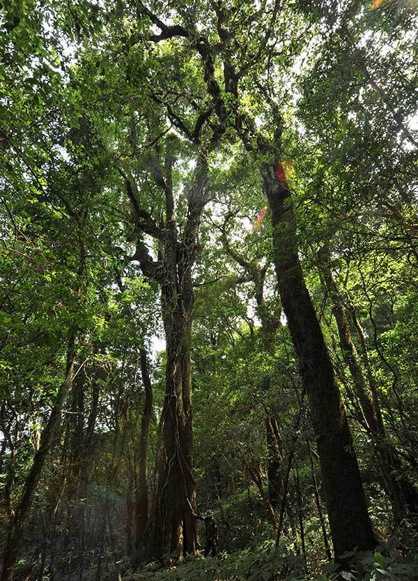 春华秋实云南耿马最大一棵长蕊木兰正值盛果期