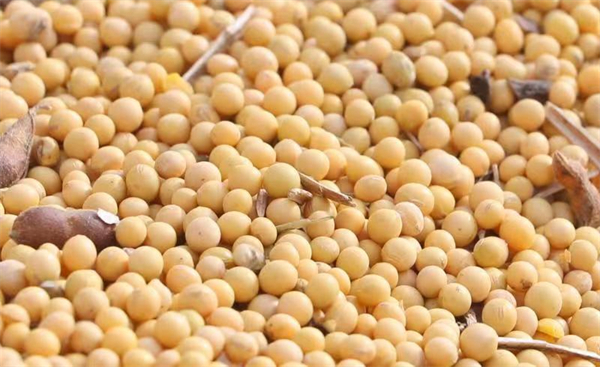 风吹金铃响田间万里黄黑河市爱辉区近百万亩大豆喜迎丰收