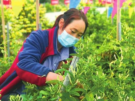 通渭群众在采摘金银花