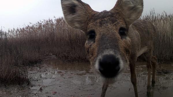 “神奇”的动物在上海｜一只“社恐”獐决定去闯荡世界