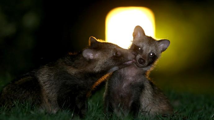 “神奇”的动物在上海｜当小区出现貉：不投喂、别害怕