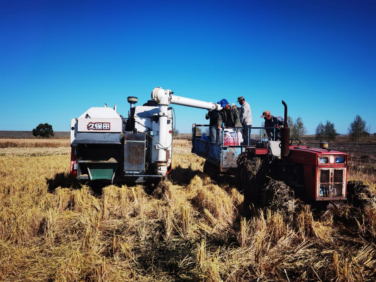 战疫情保秋收明水秋收农忙进行时