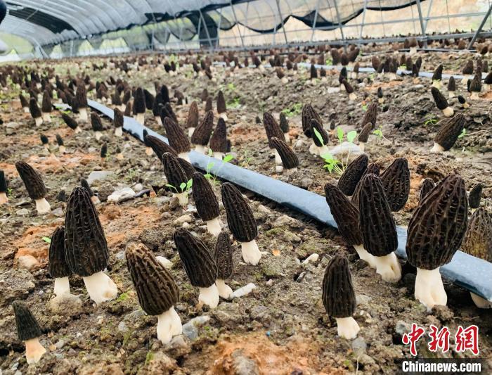 甘肃高原羊肚菌“全季”出菇最高种植海拔达4000米