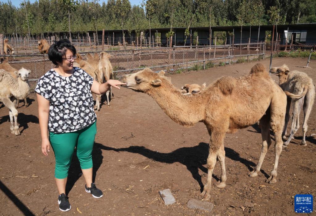 9月17日，郑林林在和一峰幼驼嬉戏。