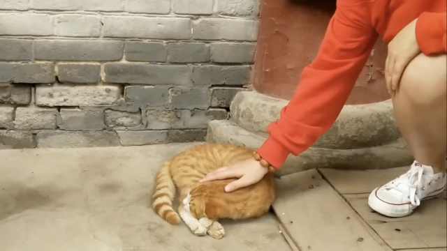白马寺佛系猫咪引发游客集体撸猫：任人围观，仍淡定酣睡