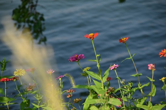 湖边小花
