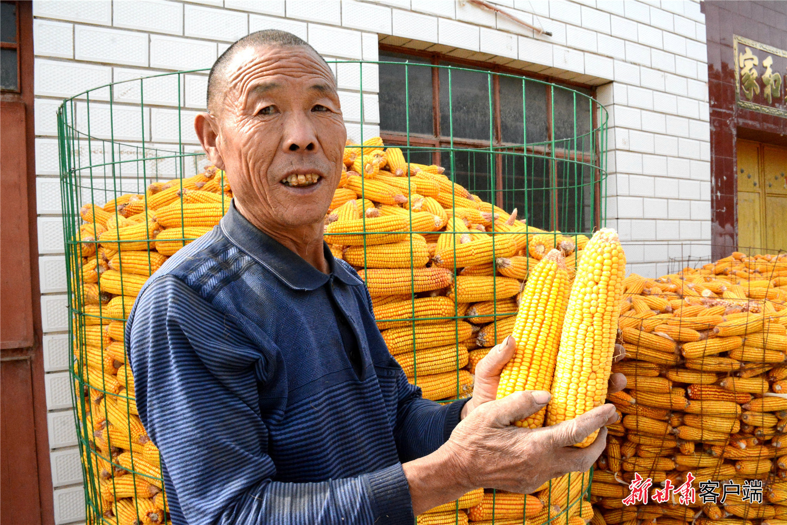 凉州区羊下坝镇五沟村村民李玉兴向记者展示刚收获的玉米 新甘肃·甘肃日报记者 金奉乾 摄