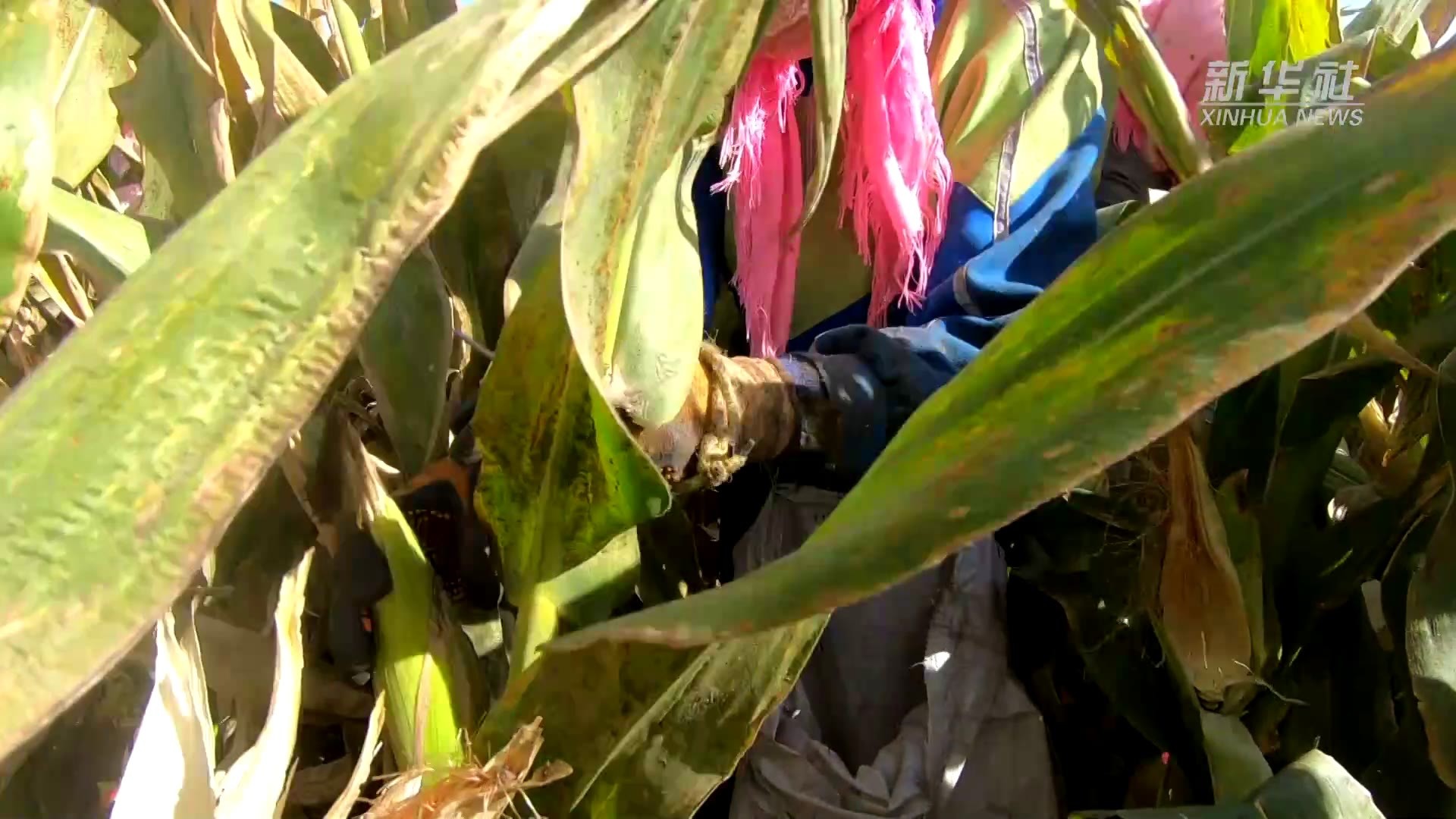 祖国颂｜河西走廊晒“丰”景