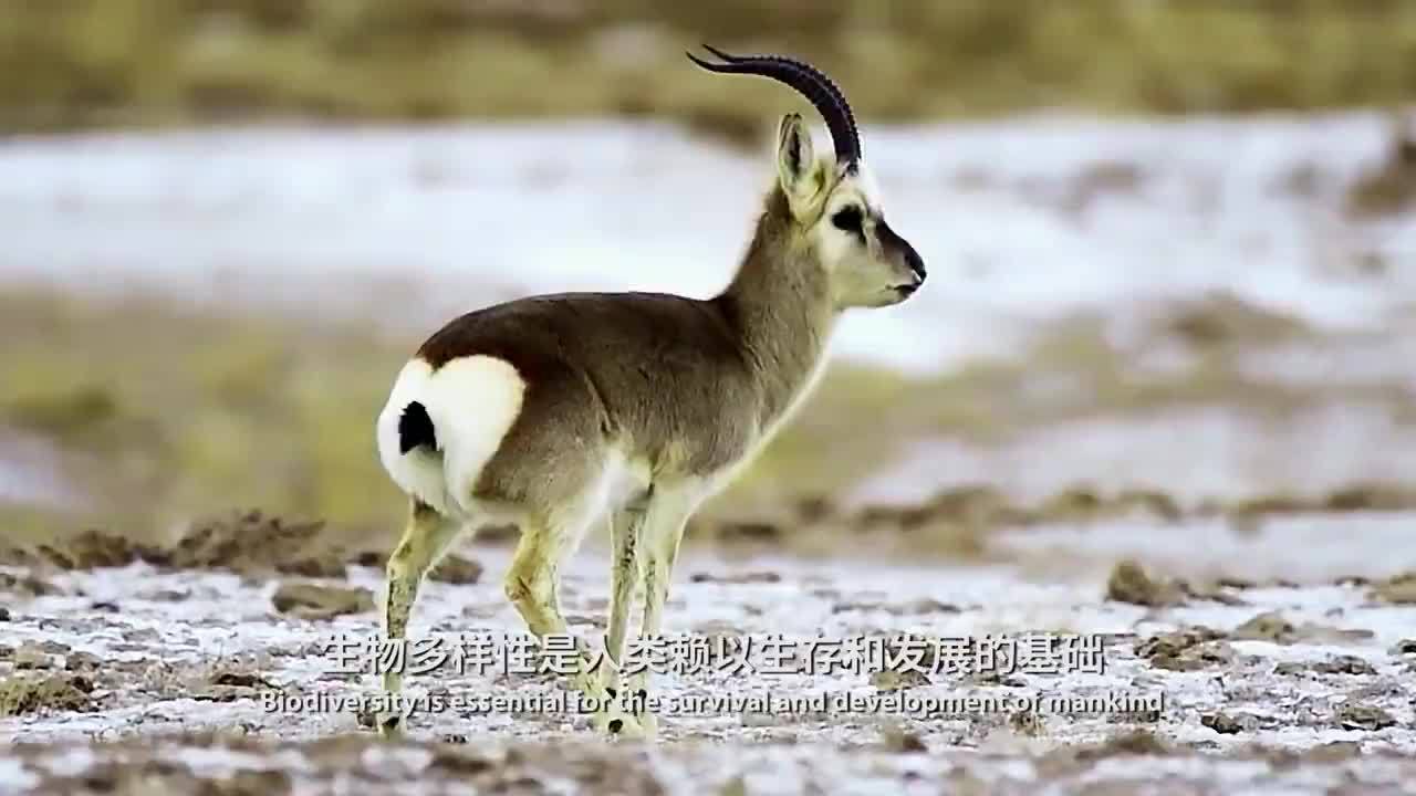 cop15主题图片