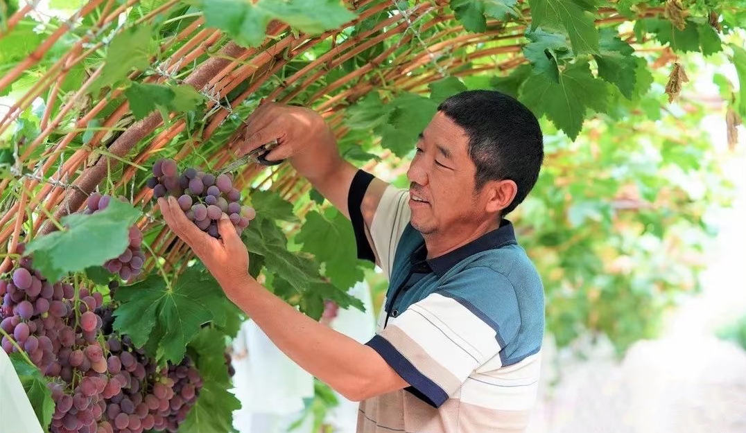 党建引领富民产业齐开花 肃州驰骋乡村振兴大道