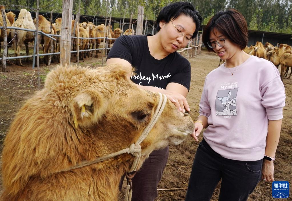 10月5日，郑林林（左）向朋友介绍骆驼的习性。