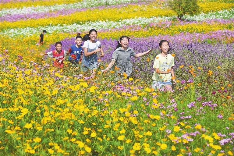 宜丰县黄岗山 大批游客国庆欣赏秋季花海 凤凰网