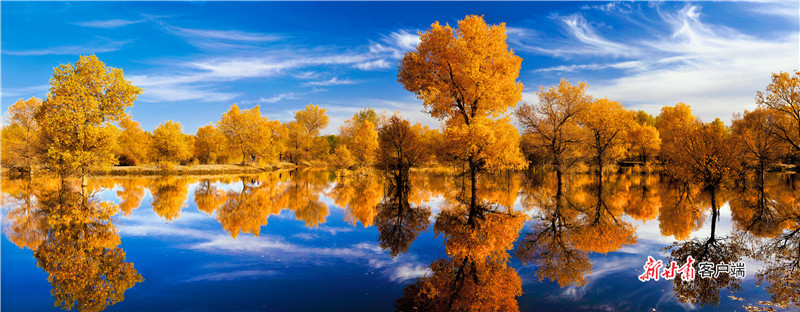 酒泉金塔胡杨林