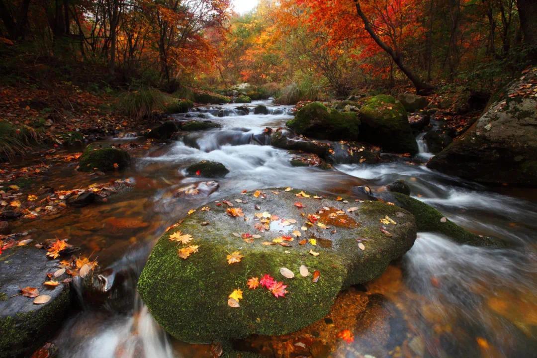 本溪这座山城的醉美枫景简直让摄影师枫狂