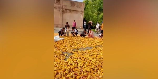 洛阳白马寺玉米丰收，游客自愿帮僧人剥玉米