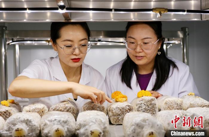 图为甘肃省科学院生物研究所食用菌研究室。 高展 摄
