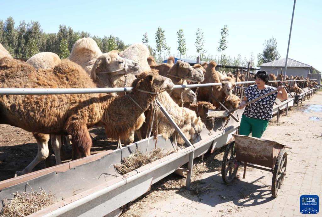 9月17日，郑林林在给骆驼投喂饲料。