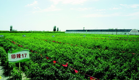 “农”墨重彩描绘田野新画卷 肃州金秋“丰”外美