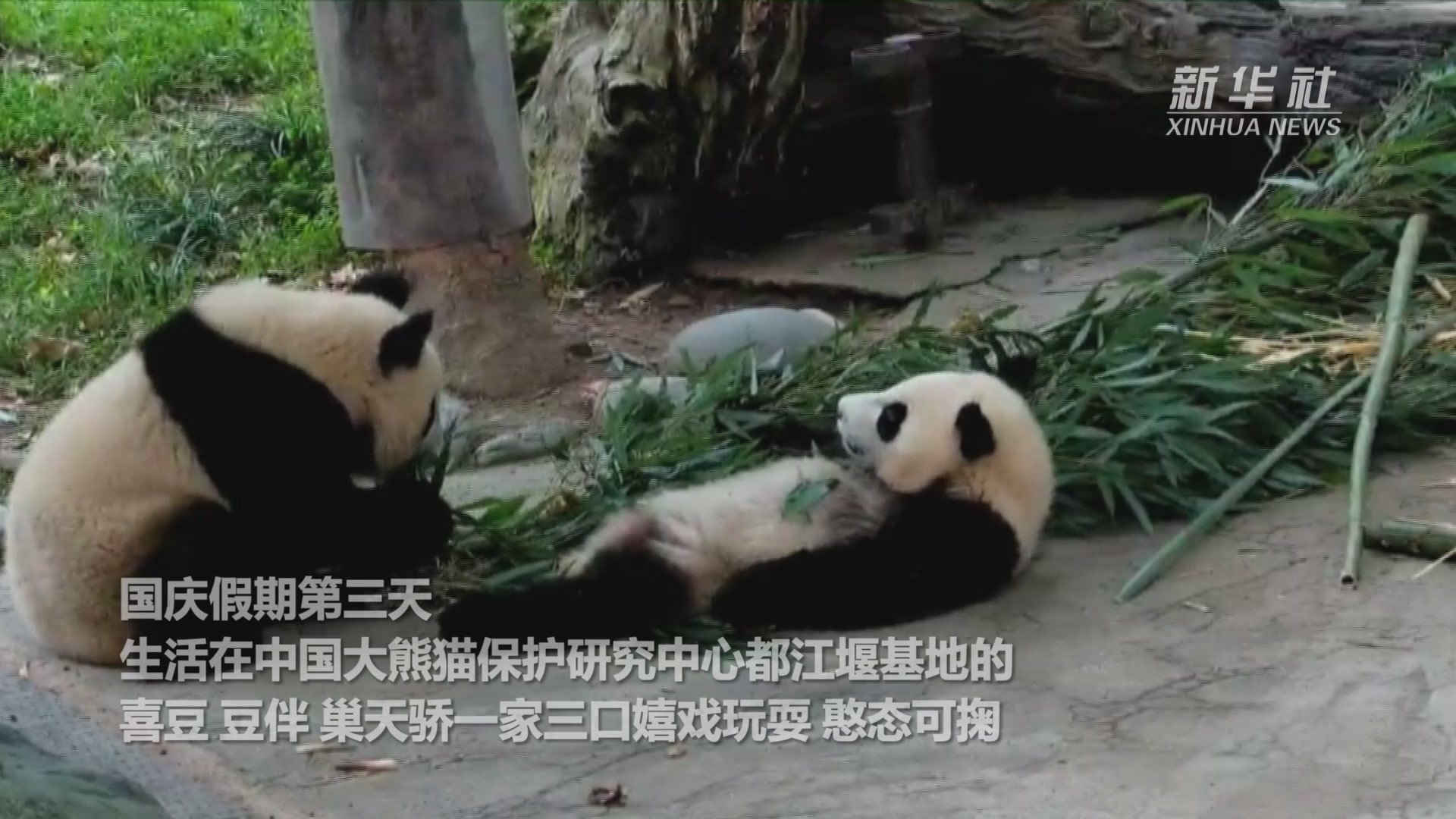 大熊猫“喜逗”和她的孩子们：一家三口的惬意假期