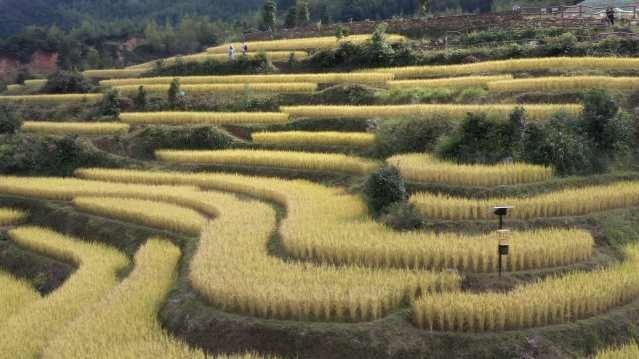 漫画中的田园！航拍绝美客家梯田