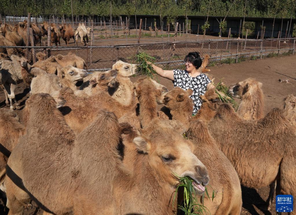 9月17日，郑林林在给骆驼投喂青草。
