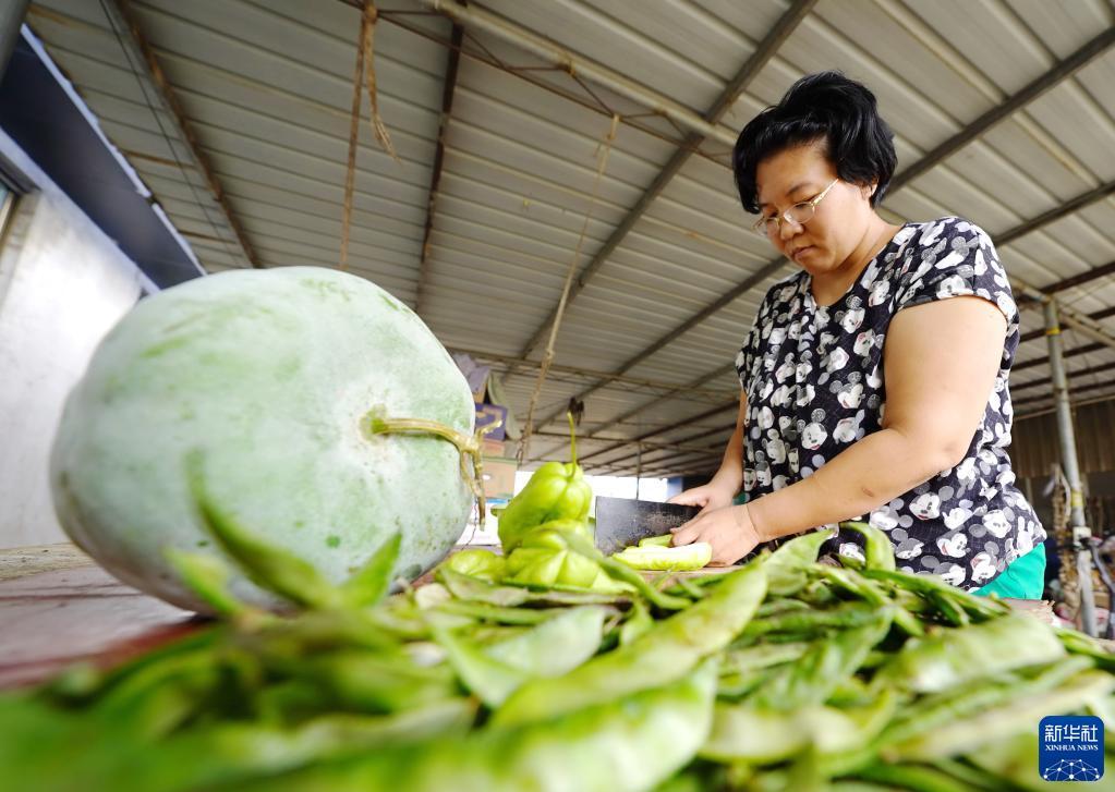 9月17日，郑林林在给骆驼准备蔬菜。