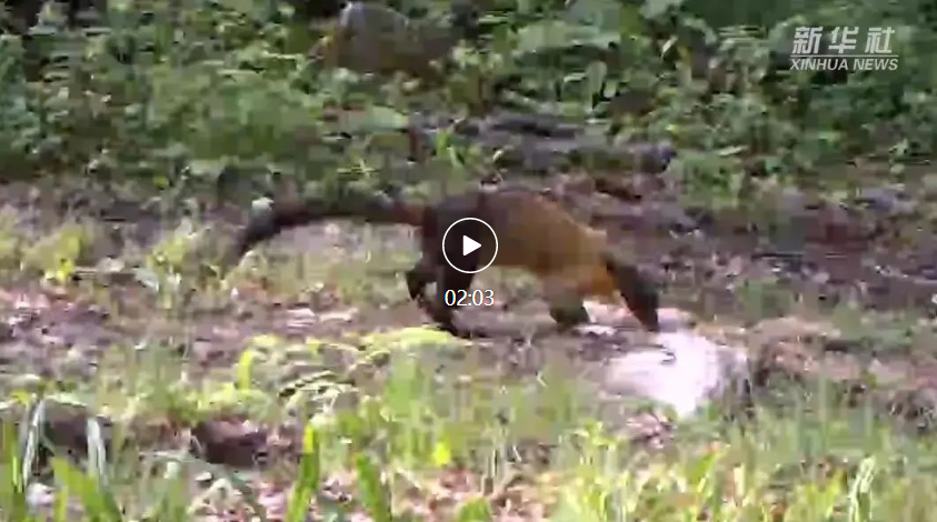 点击图片 观看视频