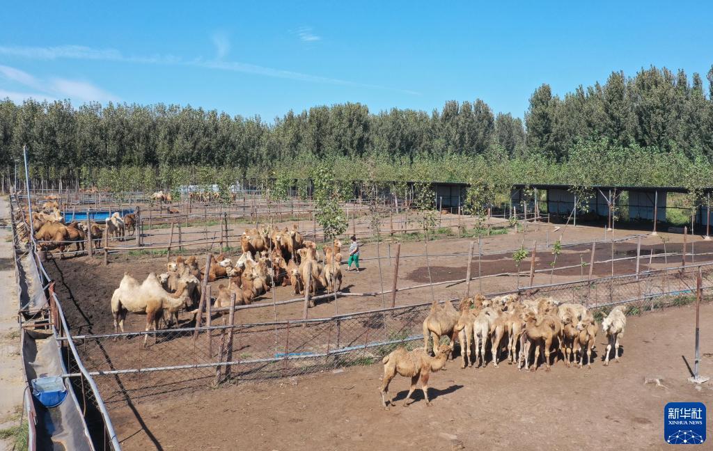 9月17日，郑林林在骆驼圈内工作（无人机照片）。