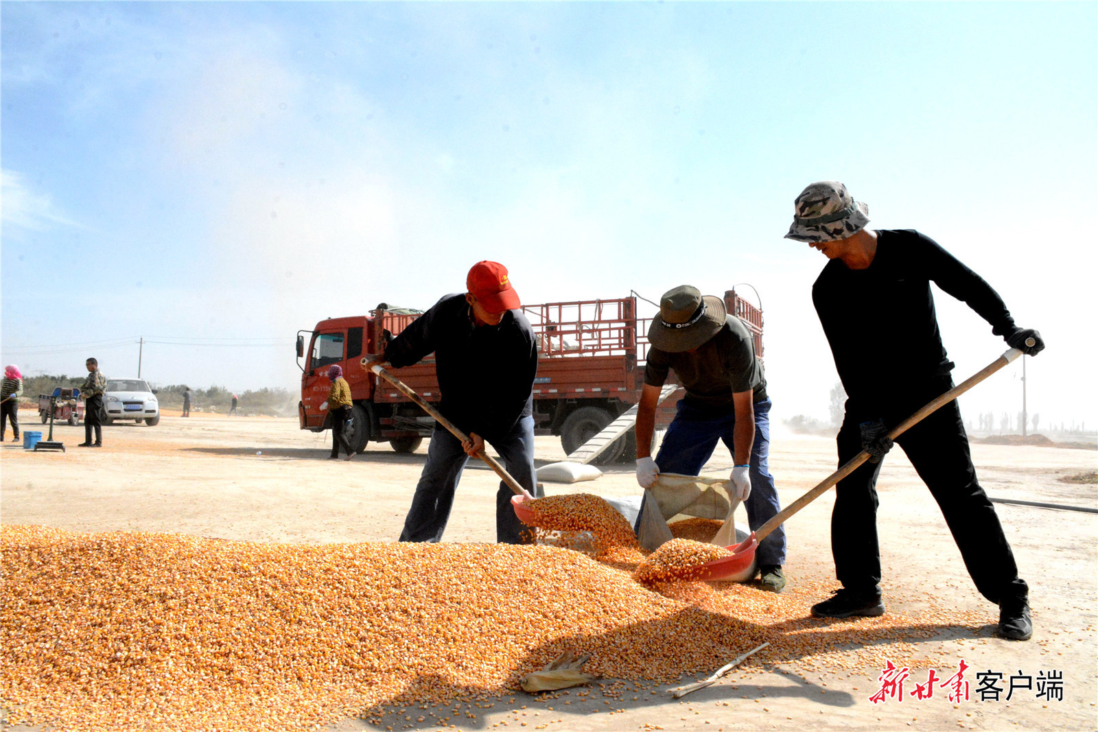 今年的玉米一定能卖个好价钱 新甘肃·甘肃日报记者 金奉乾 摄