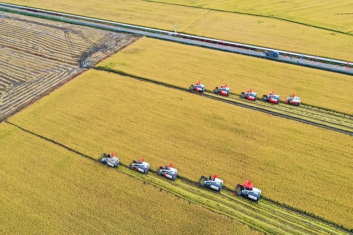 9月23日，在吉林省长春市九台区龙嘉街道红光村，农民驾驶农机进行水稻收割集中作业展示（无人机照片）。新华社记者 张楠 摄