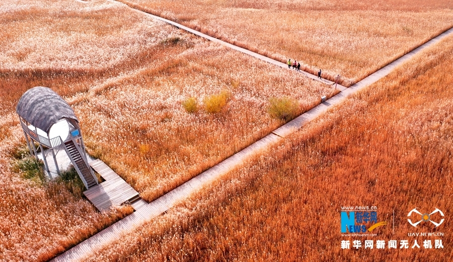 这是10月12日航拍的甘肃省张掖国家湿地公园芦苇荡 新华网发（杨永伟 摄）