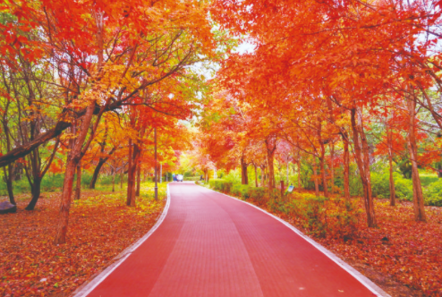 南湖公园成赏红叶好去处。袁迪 摄